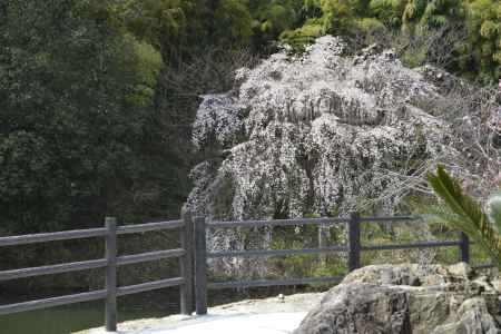 正法寺　山のサクラ