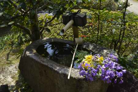 正法寺　水辺の花