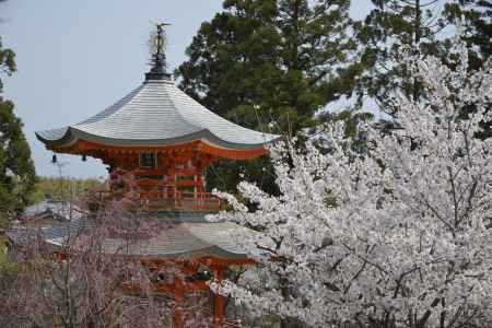 正法寺　桜に包まれて