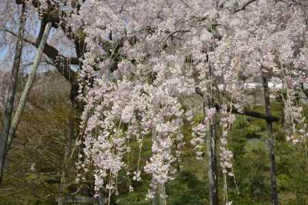 善峯寺　しだれるサクラ
