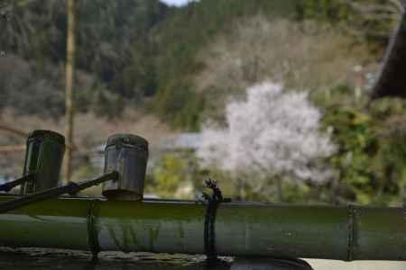 善峯寺　手水場越しの桜