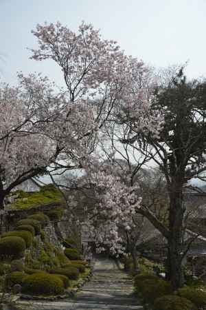 善峯寺　サクラ　空高く