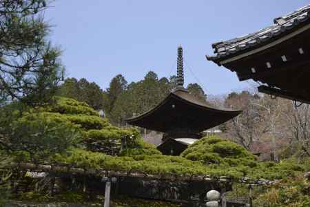 善峯寺　多宝塔と遊龍の松
