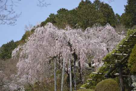 善峯寺　松とサクラ
