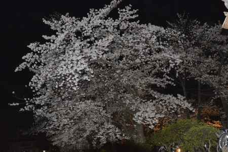 長岡天満宮　夜の桜1