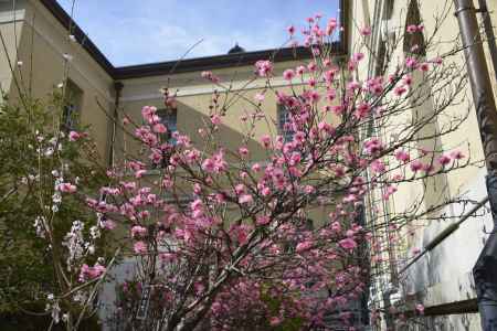 府庁の花桃
