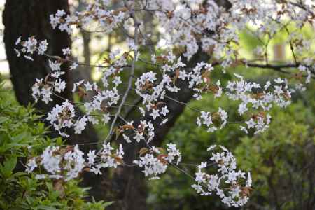 府庁　かたもりざくら