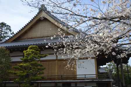上品蓮台寺　寺と桜の競演です