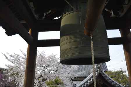 上品蓮台寺　鐘楼とサクラ
