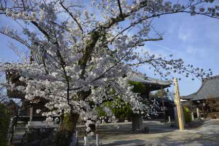 妙顕寺　春を装う