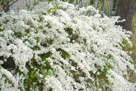 白くまばゆいユキヤナギ