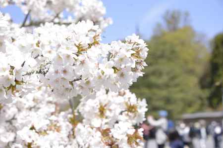 仁和寺　誇らしげに咲く