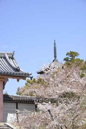 仁和寺　満開の桜