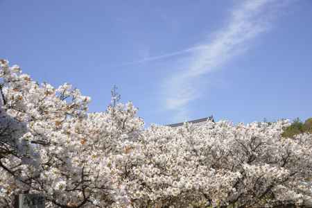 仁和寺　大空の下に