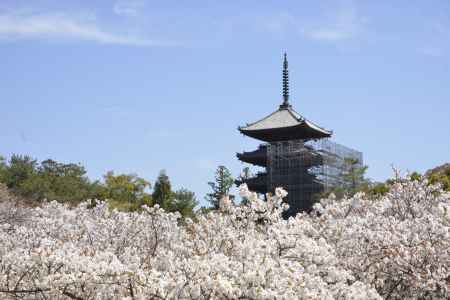 仁和寺　桜色一面に