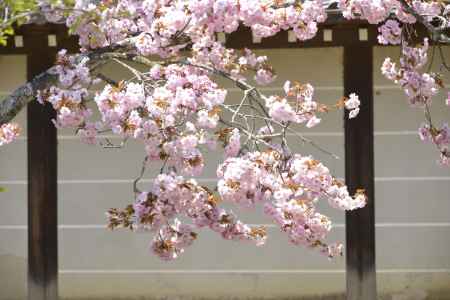 仁和寺　可愛くピンク