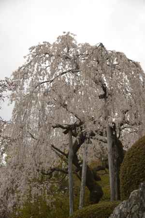 善峯寺　見事に枝垂れる