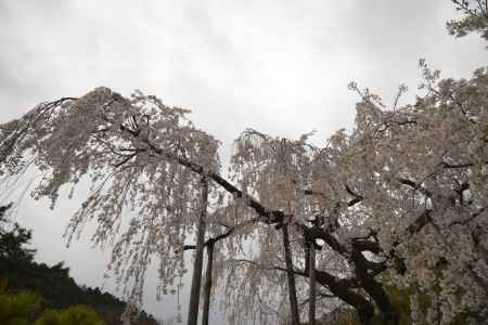 善峯寺　大空へ