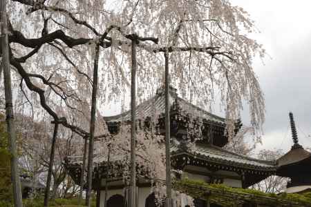 善峯寺　しだれのカーテン