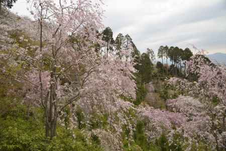 善峯寺　山の中のピンク
