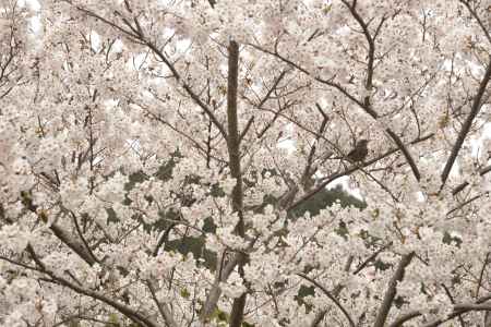 善峯寺　春に鳴く