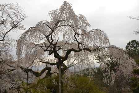 善峯寺　両枝伸ばして