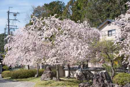 妙満寺　桜色