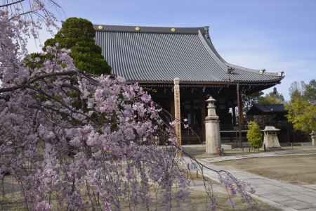 妙顕寺　春めく境内