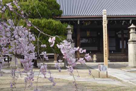 妙顕寺　微笑む春色