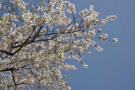 佛光寺　春空に映える