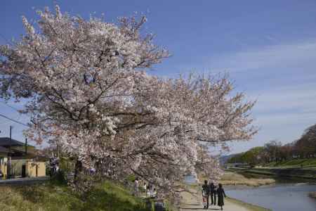 青空の半木の道