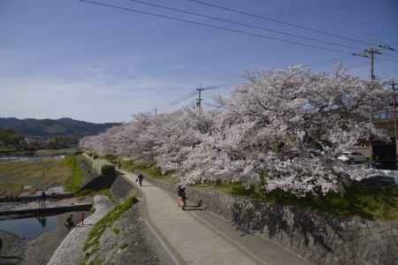鴨川の春