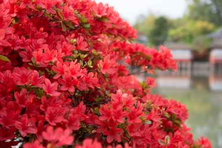 キリシマツツジ　凛と咲く