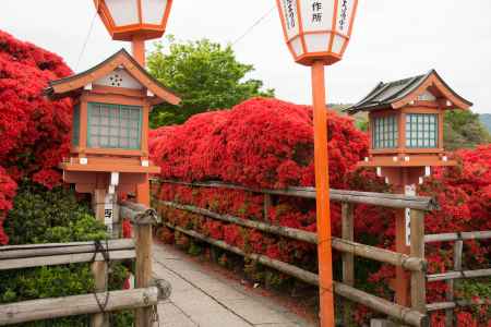 キリシマツツジの入り口