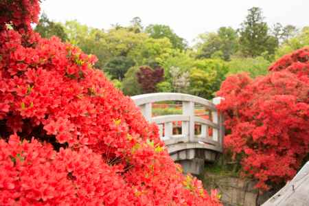 長岡天満宮　ツツジと太鼓橋