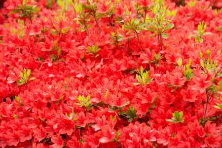 キリシマツツジ　一面の赤