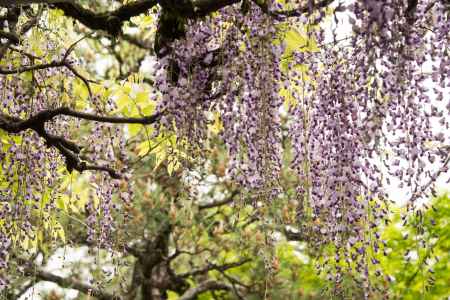 長岡天満宮　藤