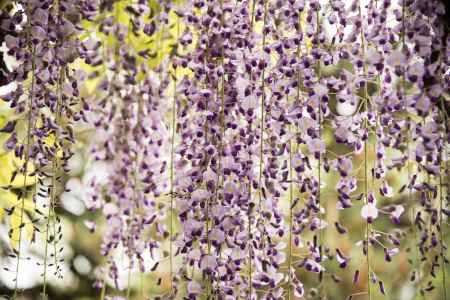 錦水亭　藤の流れ