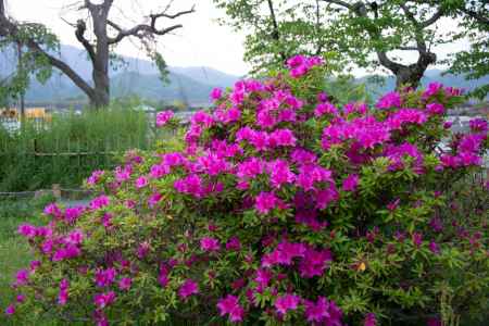 中之島公園　つつじ