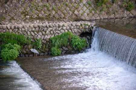 嵐山　鷺の休憩