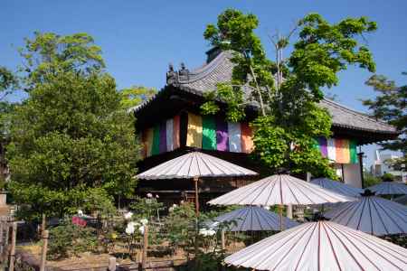 乙訓寺　本堂と和傘