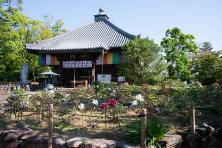 乙訓寺　牡丹と本堂