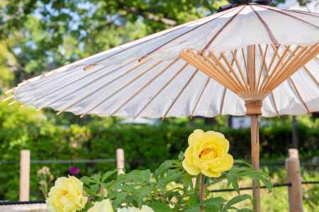 乙訓寺　黄牡丹と和傘