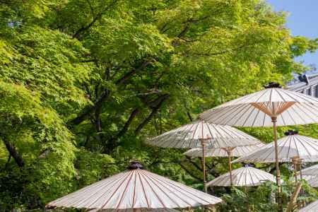 乙訓寺　緑に浮かぶ