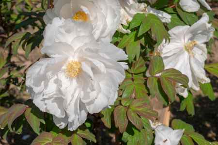 乙訓寺　白牡丹