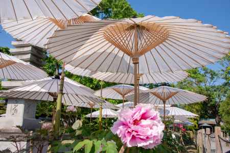 乙訓寺　和傘と薄紅牡丹