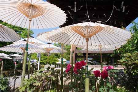 乙訓寺　牡丹の下涼み