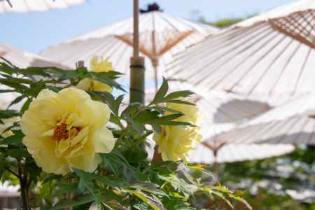 乙訓寺　牡丹の下涼み２