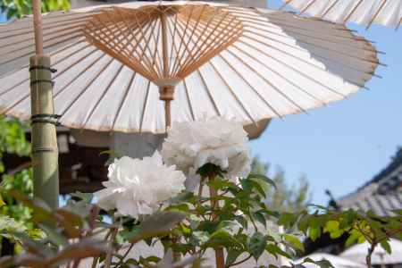 乙訓寺　牡丹の下涼み３