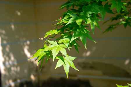 光明寺　青もみじ２